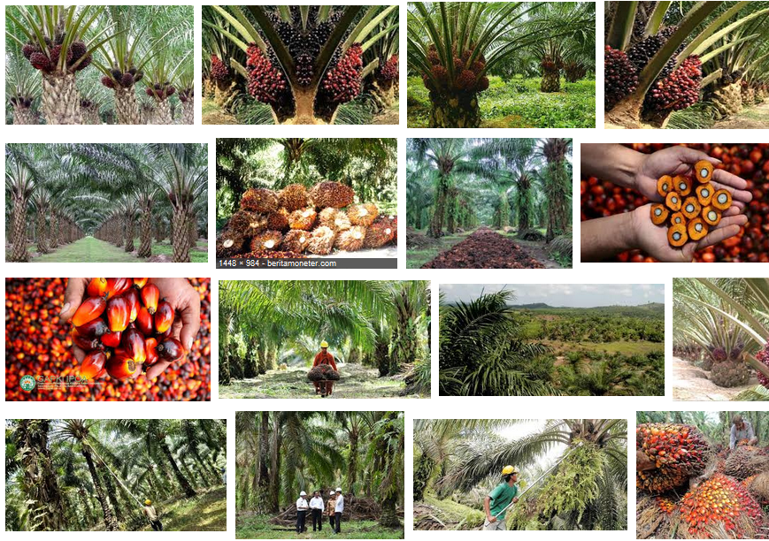 Sawit Indonesia. Sumber Image Google